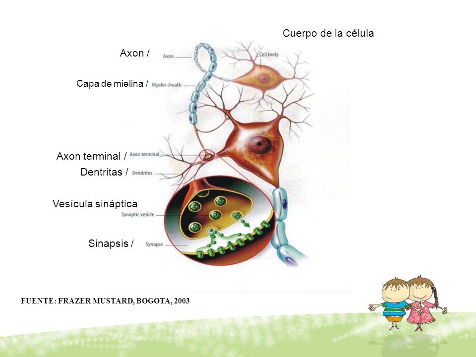 Cuerpo de la célula Axon / Axon terminal / Dentritas /