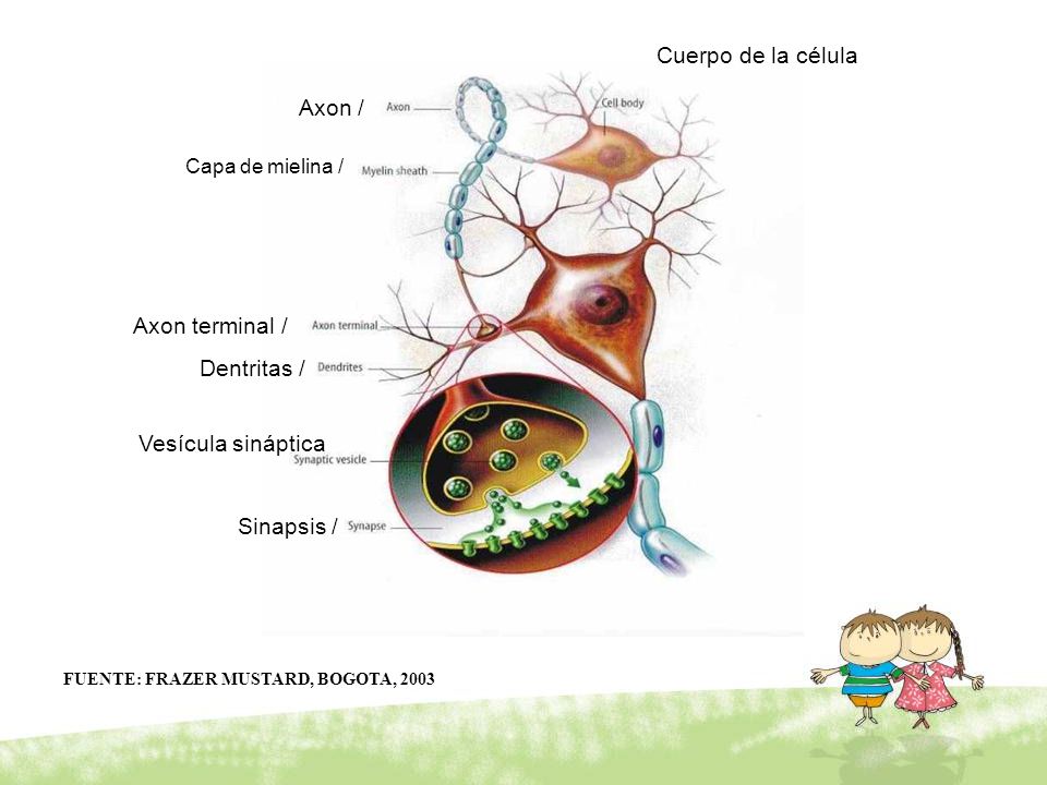 Cuerpo de la célula Axon / Axon terminal / Dentritas /
