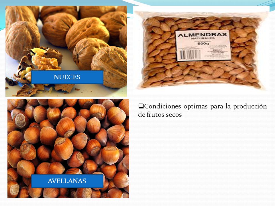 NUECES Condiciones optimas para la producción de frutos secos AVELLANAS