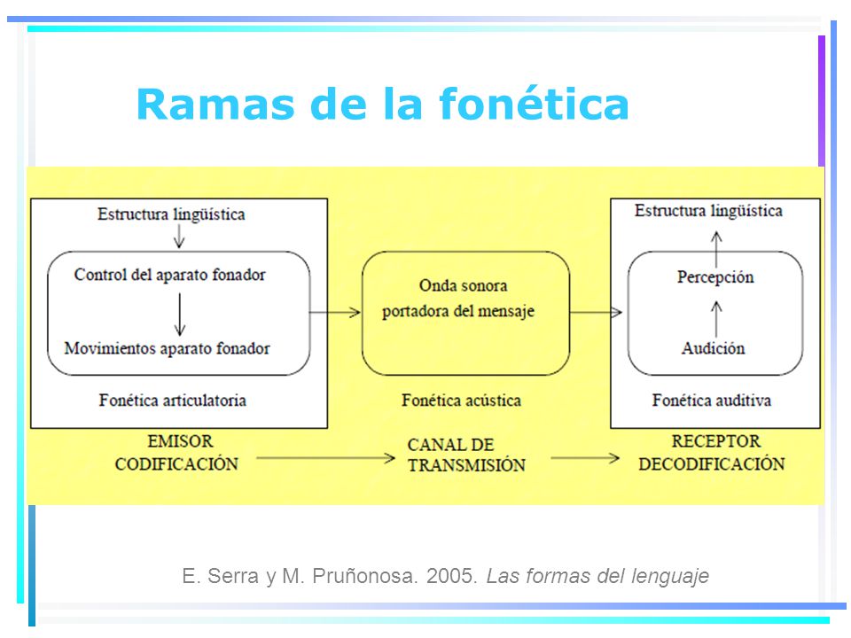 Ramas de la fonética E. Serra y M. Pruñonosa Las formas del lenguaje