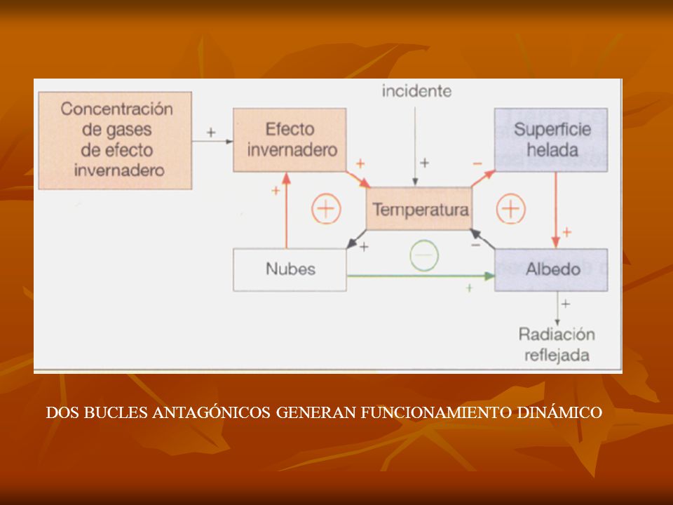 DOS BUCLES ANTAGÓNICOS GENERAN FUNCIONAMIENTO DINÁMICO
