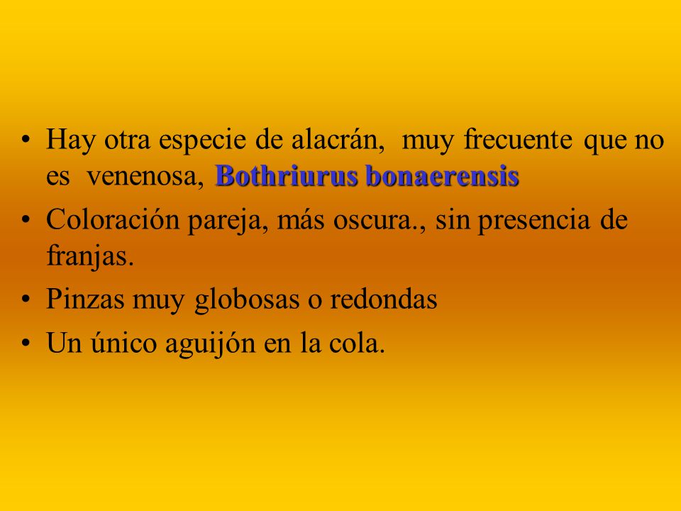 Hay otra especie de alacrán, muy frecuente que no es venenosa, Bothriurus bonaerensis