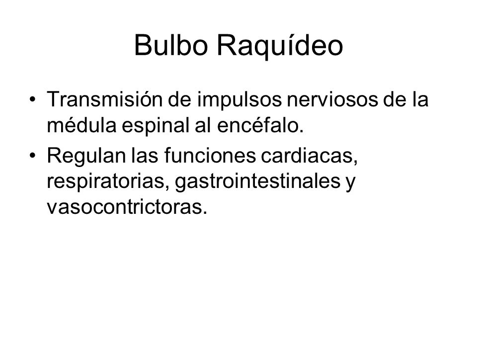 Bulbo Raquídeo Transmisión de impulsos nerviosos de la médula espinal al encéfalo.