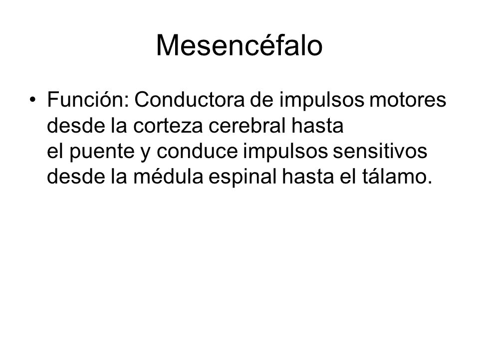 Mesencéfalo