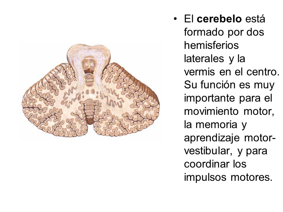 El cerebelo está formado por dos hemisferios laterales y la vermis en el centro.