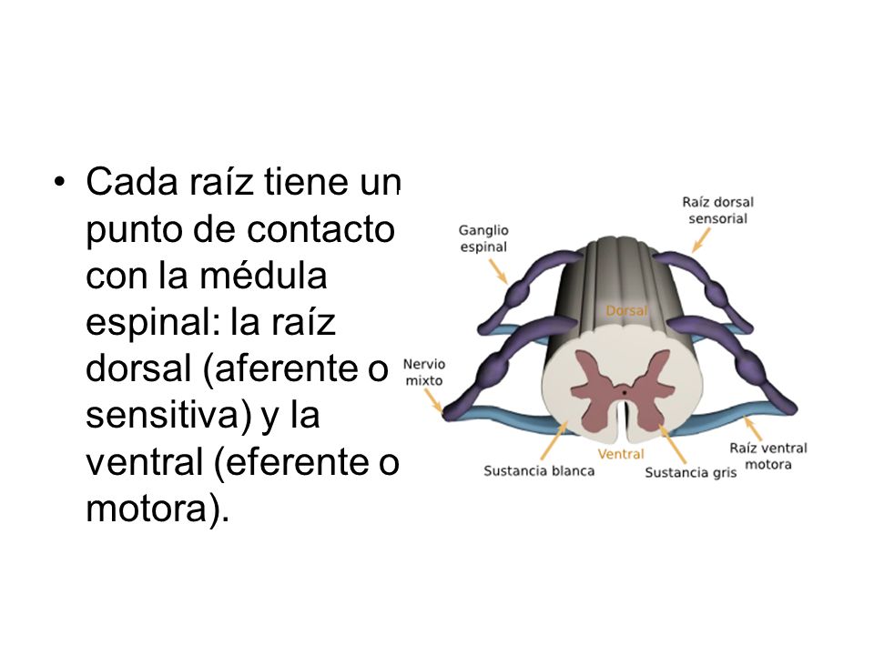 Cada raíz tiene un punto de contacto con la médula espinal: la raíz dorsal (aferente o sensitiva) y la ventral (eferente o motora).