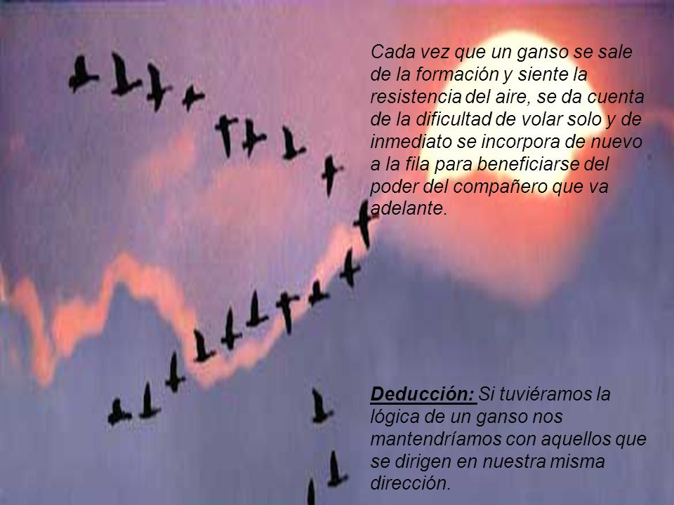 Cada vez que un ganso se sale de la formación y siente la resistencia del aire, se da cuenta de la dificultad de volar solo y de inmediato se incorpora de nuevo a la fila para beneficiarse del poder del compañero que va adelante.