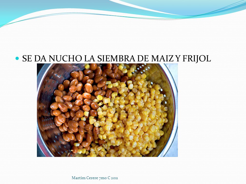 SE DA NUCHO LA SIEMBRA DE MAIZ Y FRIJOL