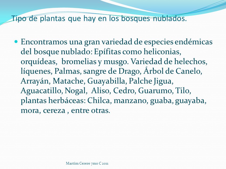 Tipo de plantas que hay en los bosques nublados.