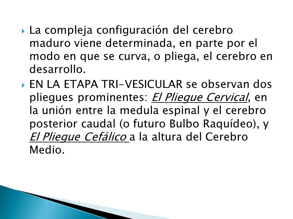 La compleja configuración del cerebro maduro viene determinada, en parte por el modo en que se curva, o pliega, el cerebro en desarrollo.