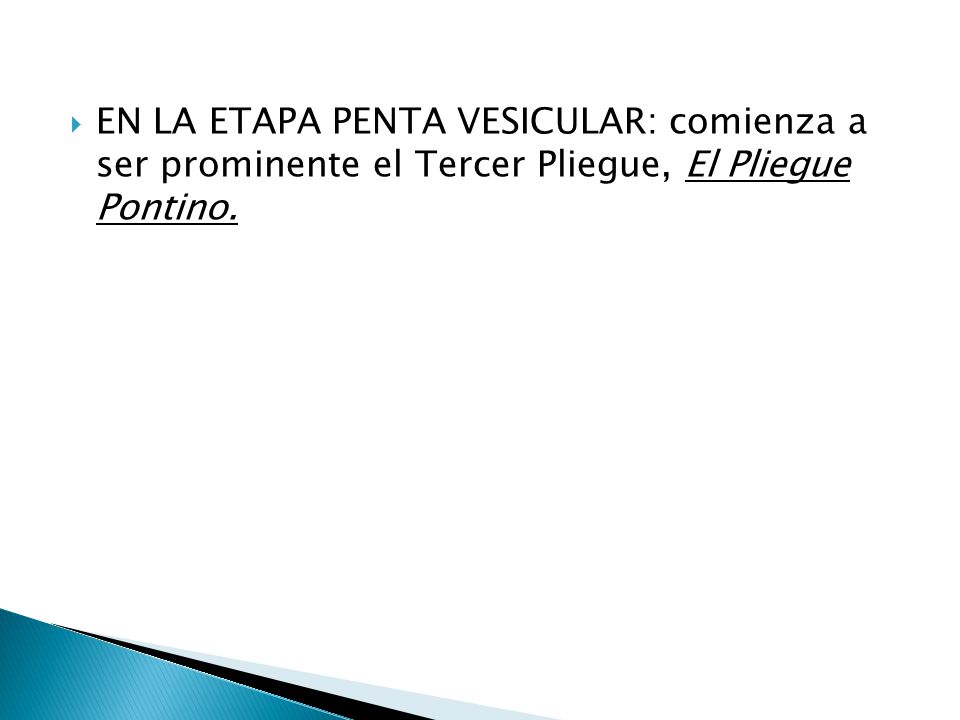 EN LA ETAPA PENTA VESICULAR: comienza a ser prominente el Tercer Pliegue, El Pliegue Pontino.