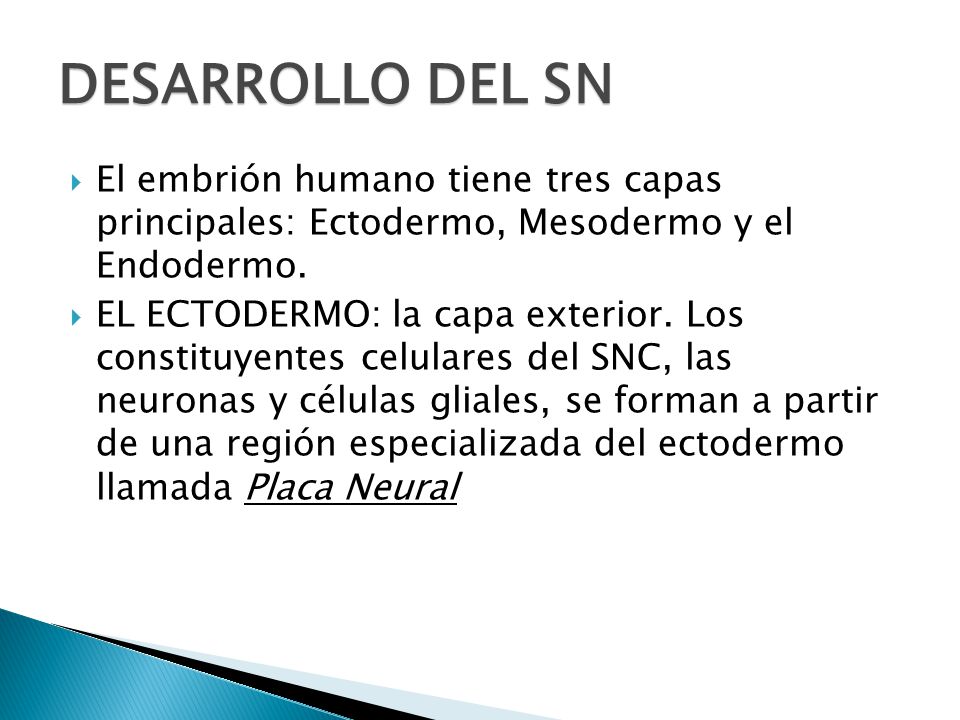 DESARROLLO DEL SN El embrión humano tiene tres capas principales: Ectodermo, Mesodermo y el Endodermo.