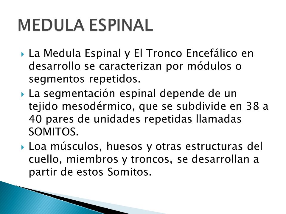 MEDULA ESPINAL La Medula Espinal y El Tronco Encefálico en desarrollo se caracterizan por módulos o segmentos repetidos.