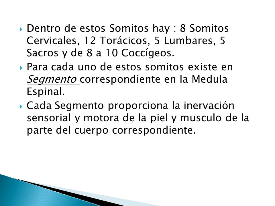 Dentro de estos Somitos hay : 8 Somitos Cervicales, 12 Torácicos, 5 Lumbares, 5 Sacros y de 8 a 10 Coccígeos.