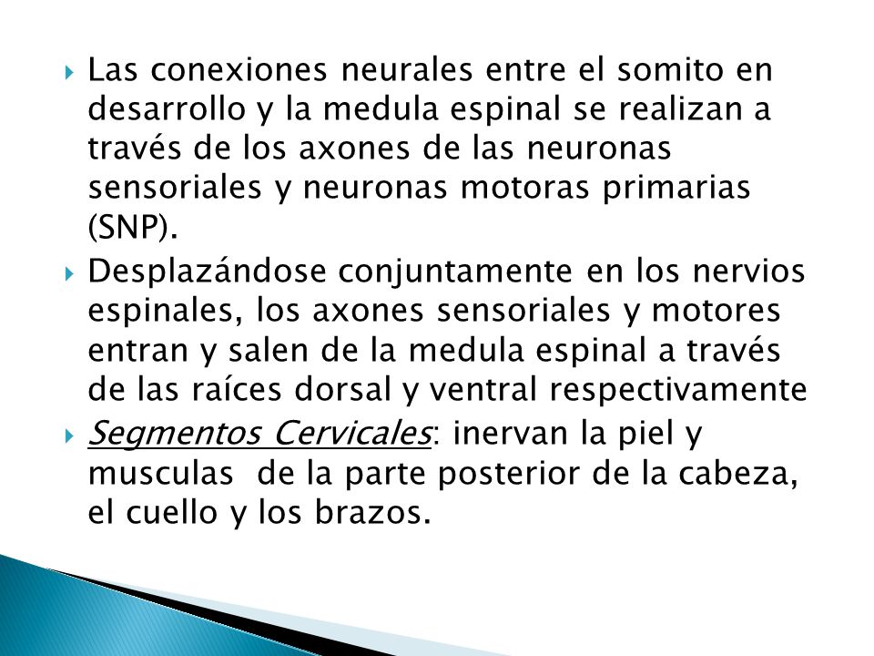 Las conexiones neurales entre el somito en desarrollo y la medula espinal se realizan a través de los axones de las neuronas sensoriales y neuronas motoras primarias (SNP).