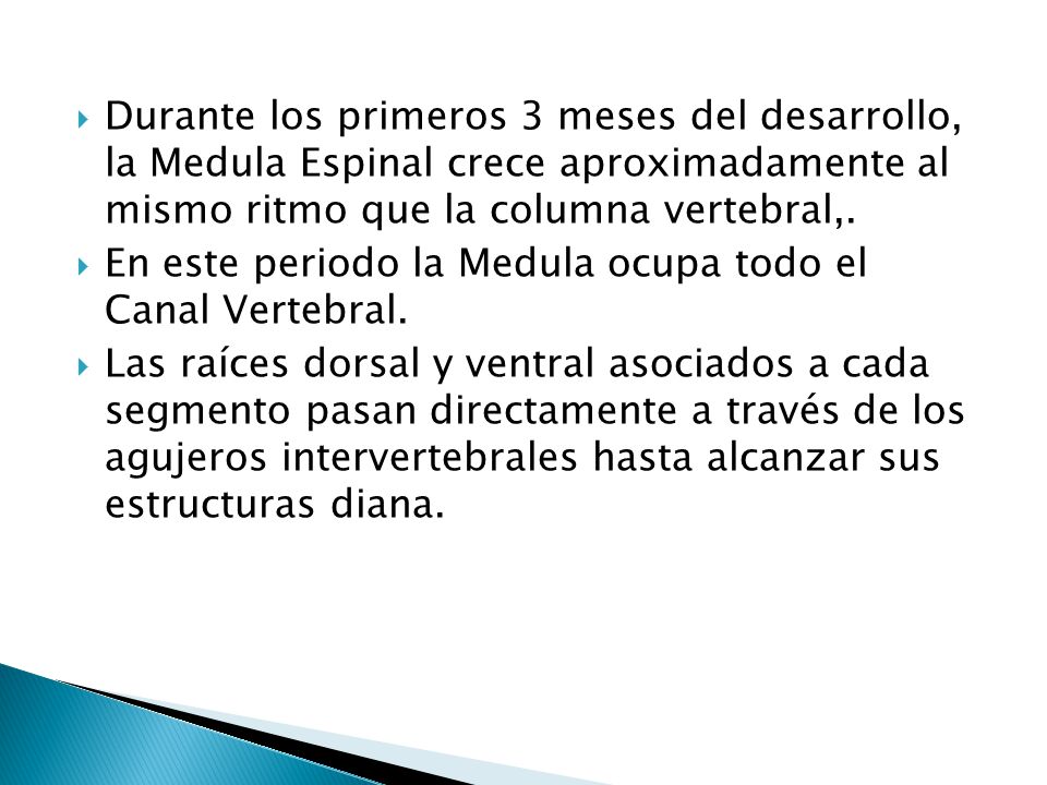 Durante los primeros 3 meses del desarrollo, la Medula Espinal crece aproximadamente al mismo ritmo que la columna vertebral,.