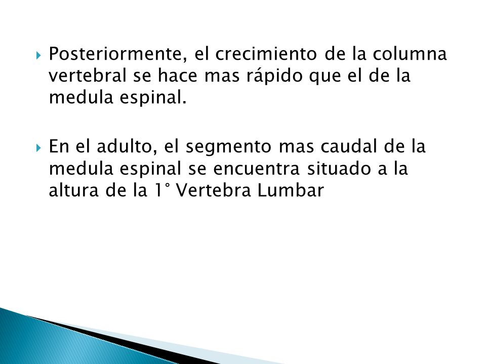 Posteriormente, el crecimiento de la columna vertebral se hace mas rápido que el de la medula espinal.