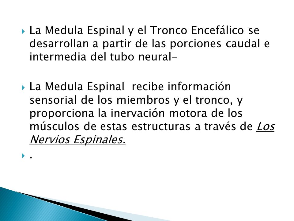 La Medula Espinal y el Tronco Encefálico se desarrollan a partir de las porciones caudal e intermedia del tubo neural-
