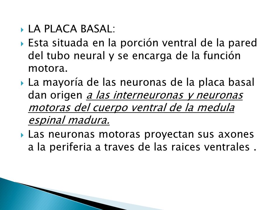 LA PLACA BASAL: Esta situada en la porción ventral de la pared del tubo neural y se encarga de la función motora.