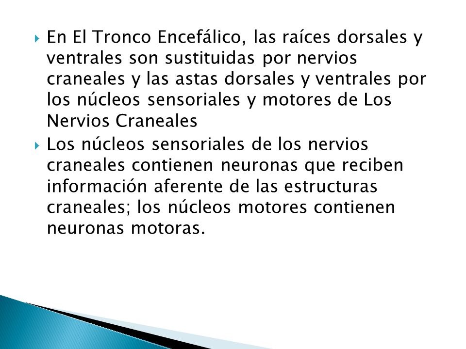 En El Tronco Encefálico, las raíces dorsales y ventrales son sustituidas por nervios craneales y las astas dorsales y ventrales por los núcleos sensoriales y motores de Los Nervios Craneales