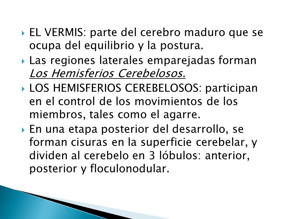 EL VERMIS: parte del cerebro maduro que se ocupa del equilibrio y la postura.