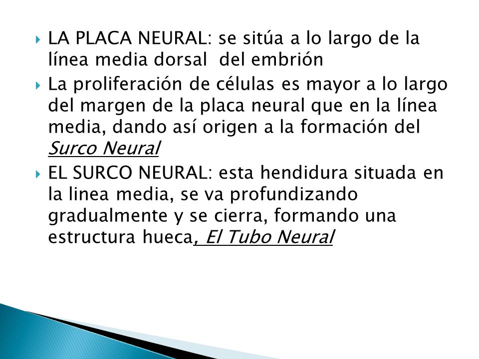 LA PLACA NEURAL: se sitúa a lo largo de la línea media dorsal del embrión