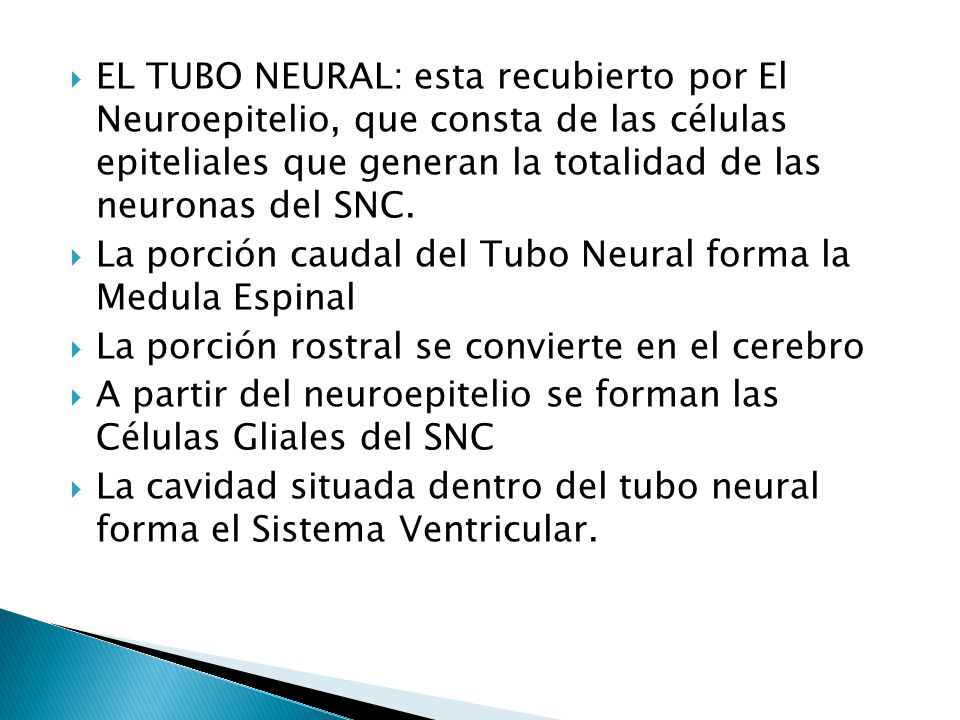 EL TUBO NEURAL: esta recubierto por El Neuroepitelio, que consta de las células epiteliales que generan la totalidad de las neuronas del SNC.