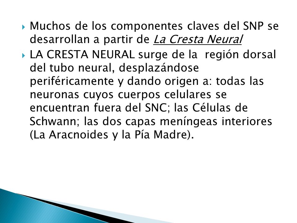 Muchos de los componentes claves del SNP se desarrollan a partir de La Cresta Neural
