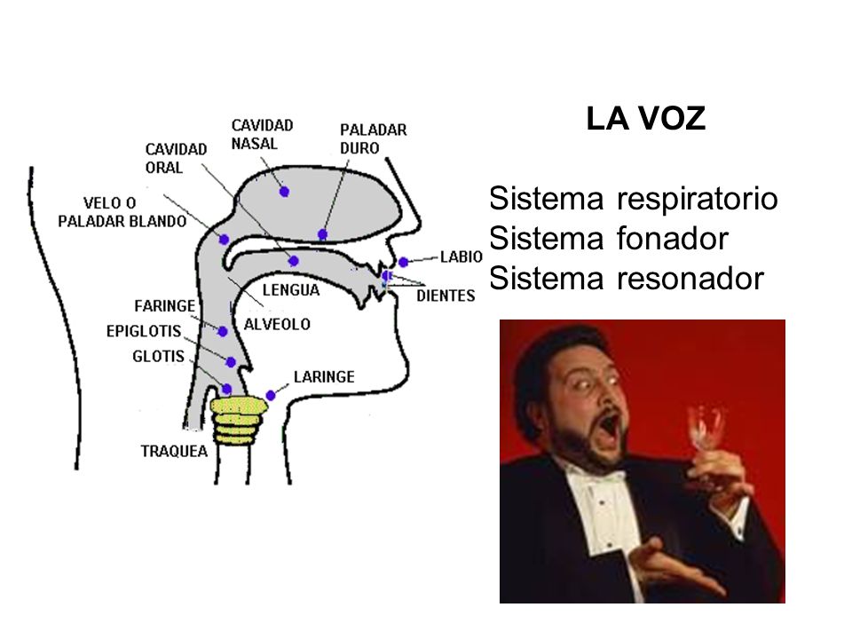 LA VOZ Sistema respiratorio Sistema fonador Sistema resonador