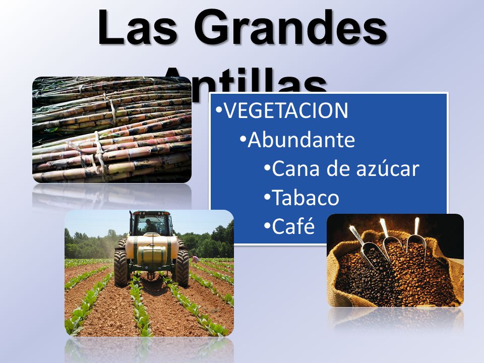 Las Grandes Antillas VEGETACION Abundante Cana de azúcar Tabaco Café