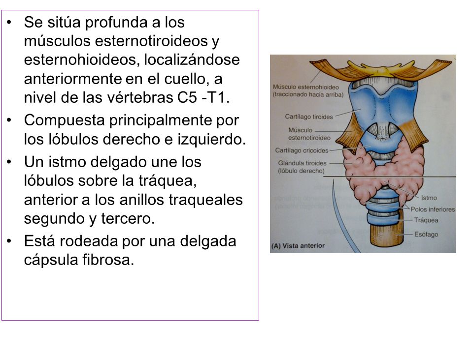 Se sitúa profunda a los músculos esternotiroideos y esternohioideos, localizándose anteriormente en el cuello, a nivel de las vértebras C5 -T1.
