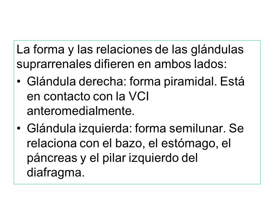 La forma y las relaciones de las glándulas suprarrenales difieren en ambos lados: