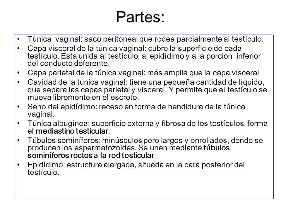 Partes: Túnica vaginal: saco peritoneal que rodea parcialmente al testículo.