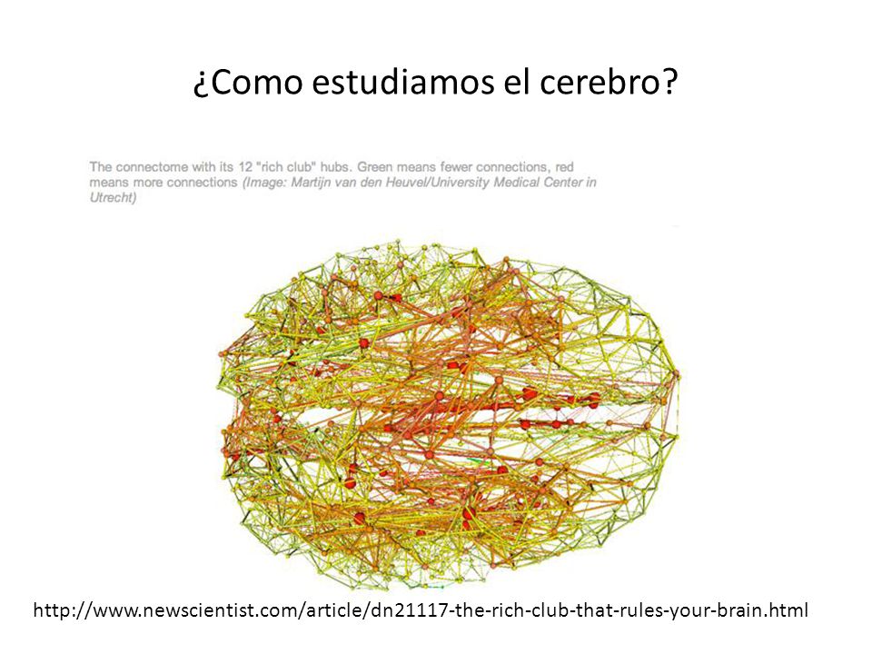 ¿Como estudiamos el cerebro