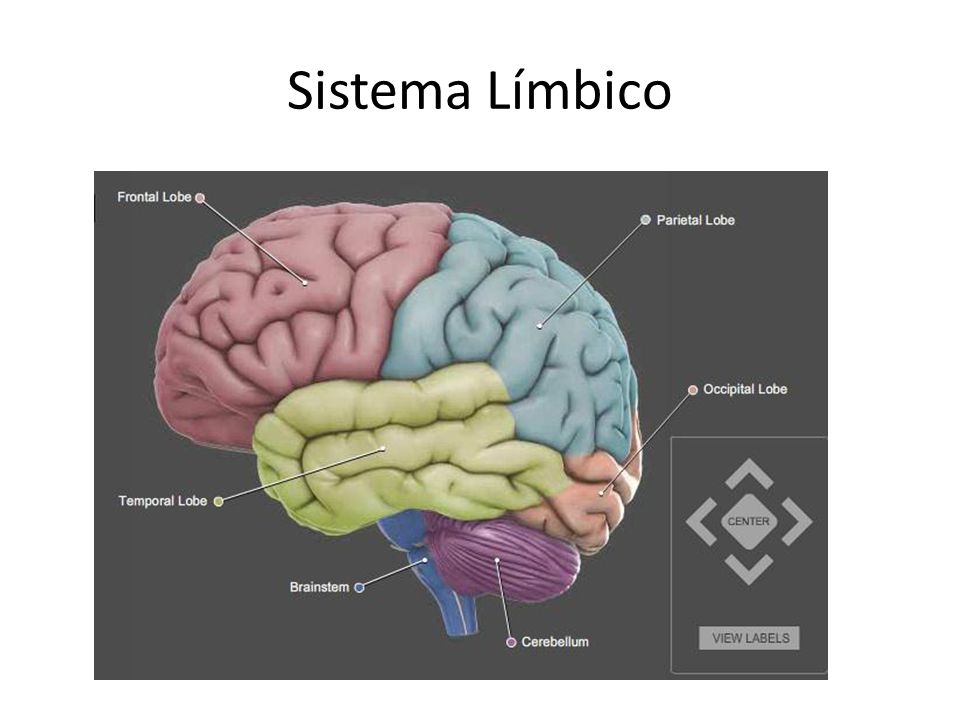 Sistema Límbico Como captar las energías cerebrales de las otras personas para colaborar con ellas.