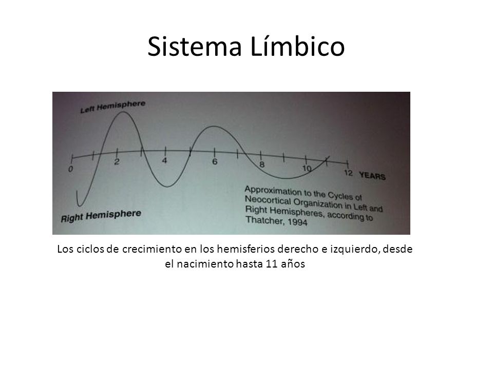 Sistema Límbico Los ciclos de crecimiento en los hemisferios derecho e izquierdo, desde el nacimiento hasta 11 años.