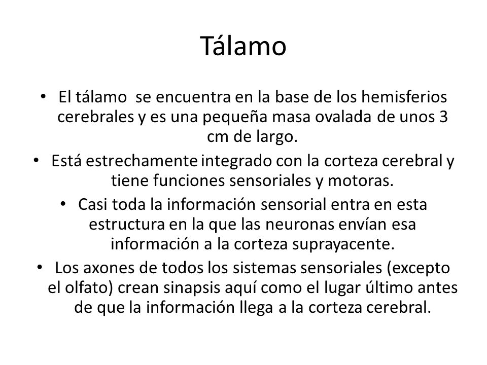 Tálamo El tálamo se encuentra en la base de los hemisferios cerebrales y es una pequeña masa ovalada de unos 3 cm de largo.