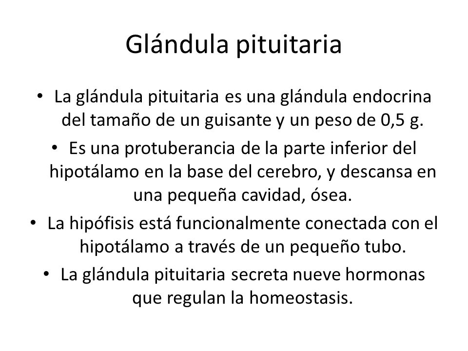 Glándula pituitaria La glándula pituitaria es una glándula endocrina del tamaño de un guisante y un peso de 0,5 g.