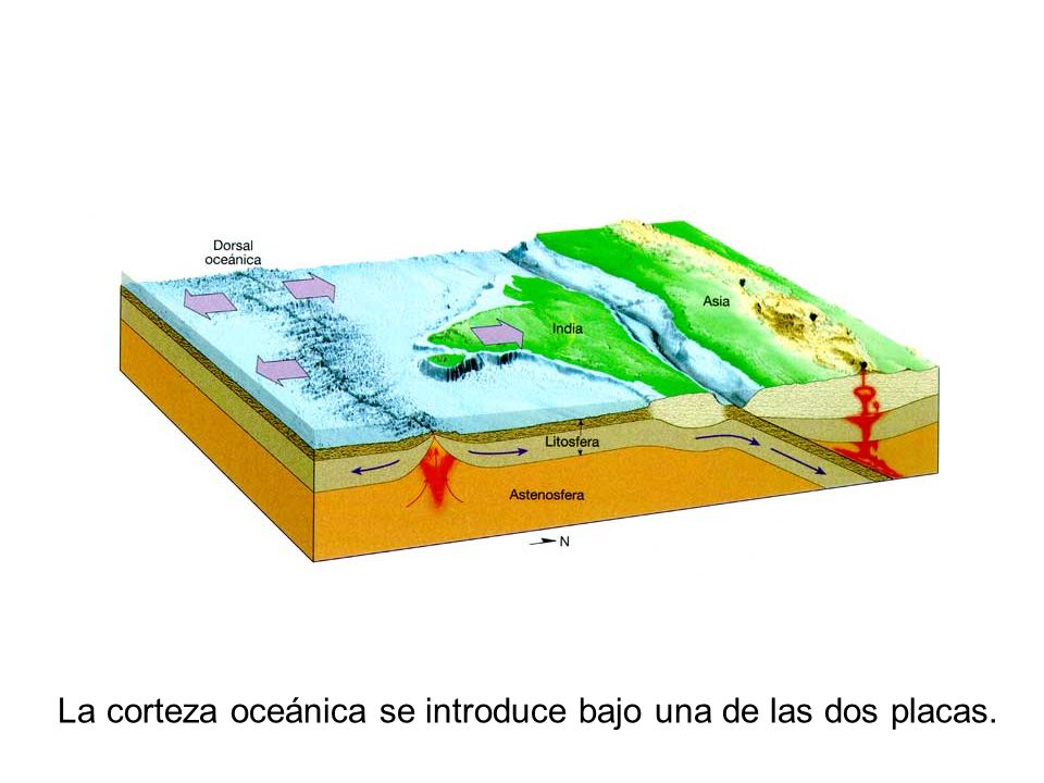 La corteza oceánica se introduce bajo una de las dos placas.