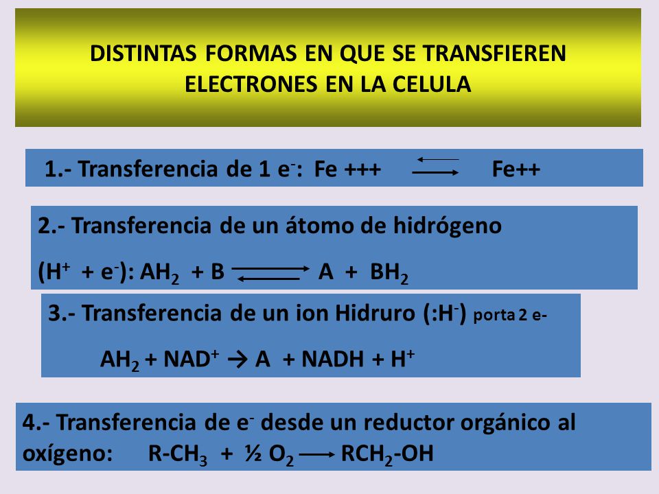 DISTINTAS FORMAS EN QUE SE TRANSFIEREN ELECTRONES EN LA CELULA