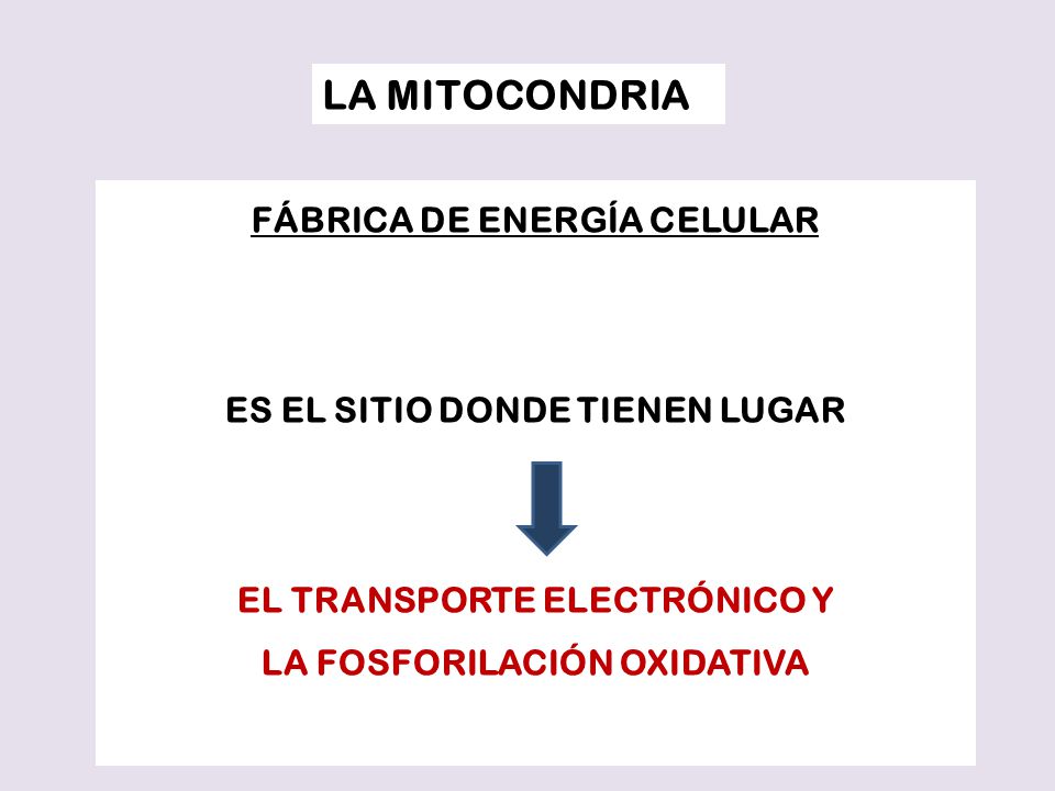 FÁBRICA DE ENERGÍA CELULAR ES EL SITIO DONDE TIENEN LUGAR