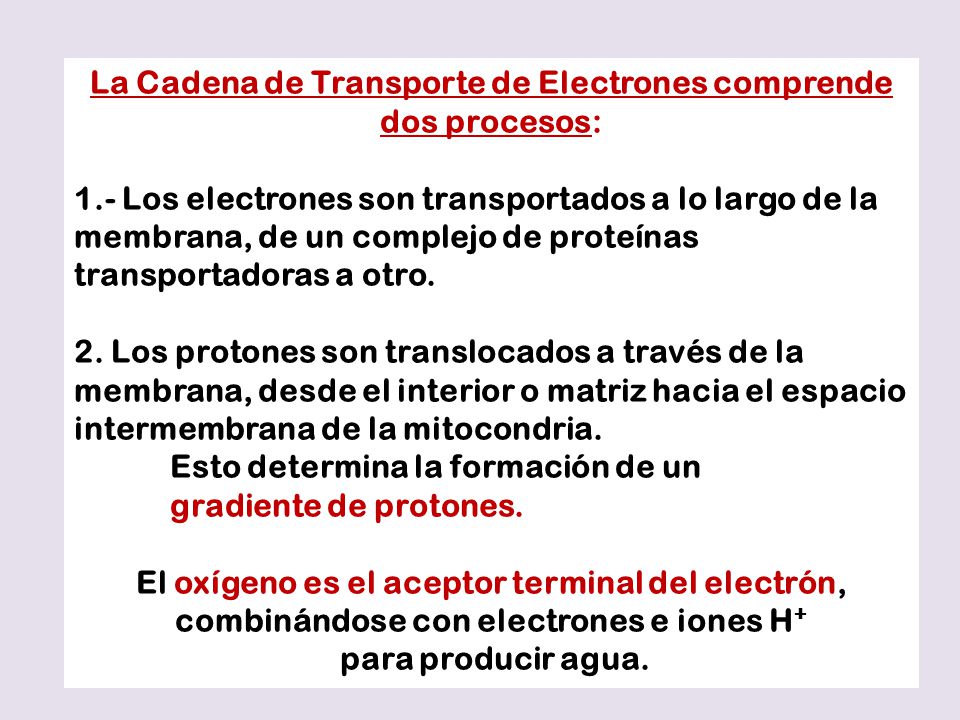 La Cadena de Transporte de Electrones comprende dos procesos: