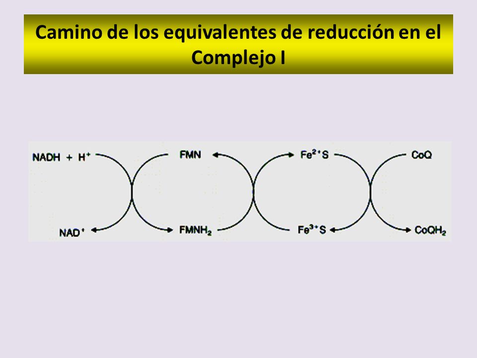 Camino de los equivalentes de reducción en el Complejo I