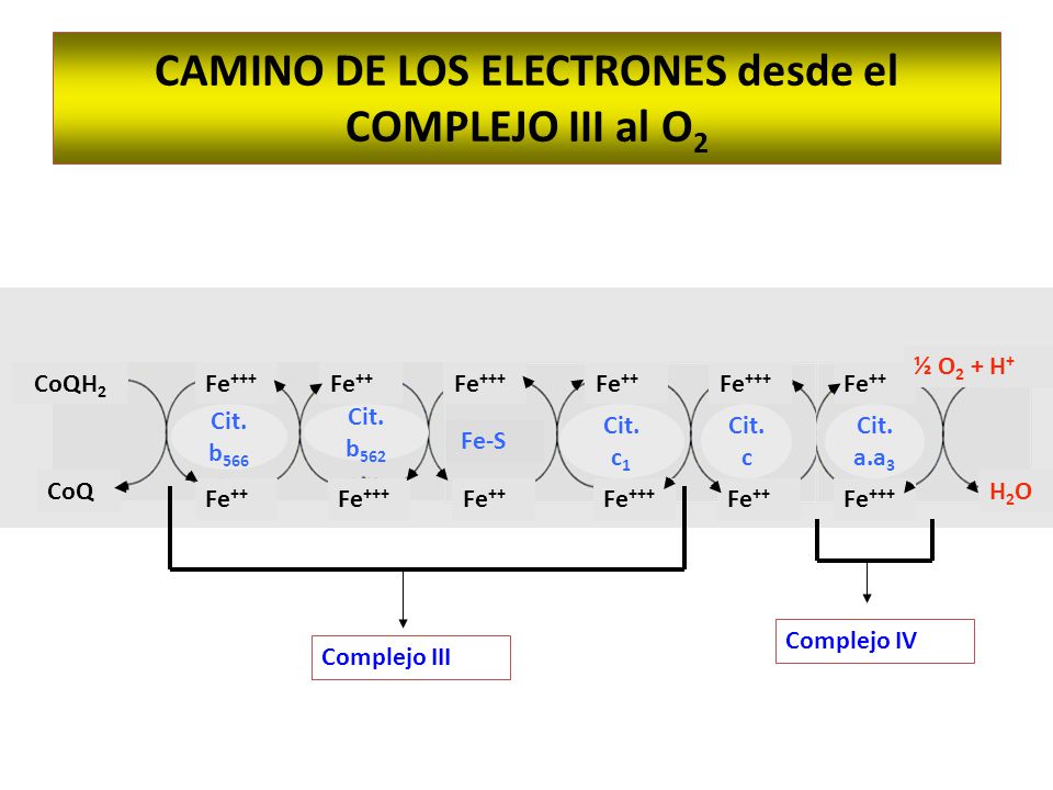 CAMINO DE LOS ELECTRONES desde el COMPLEJO III al O2