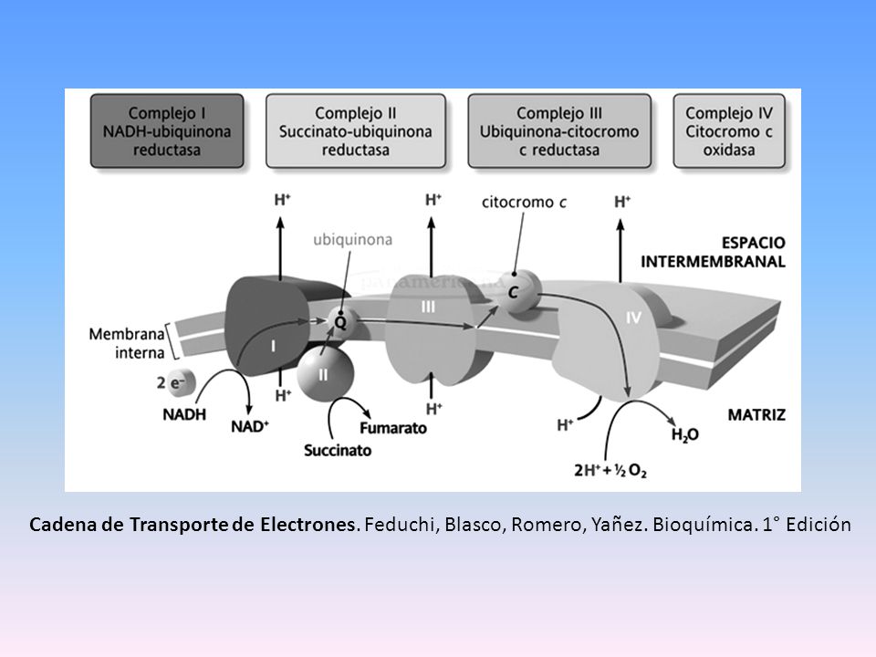 Cadena de Transporte de Electrones. Feduchi, Blasco, Romero, Yañez