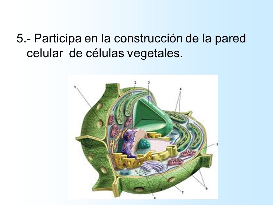5.- Participa en la construcción de la pared celular de células vegetales.