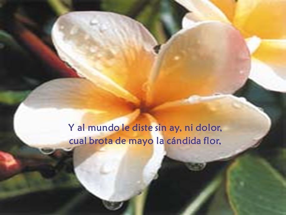Y al mundo le diste sin ay, ni dolor,