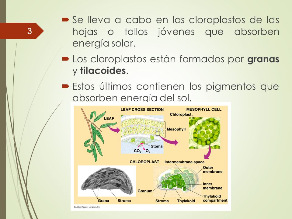 Se lleva a cabo en los cloroplastos de las hojas o tallos jóvenes que absorben energía solar.