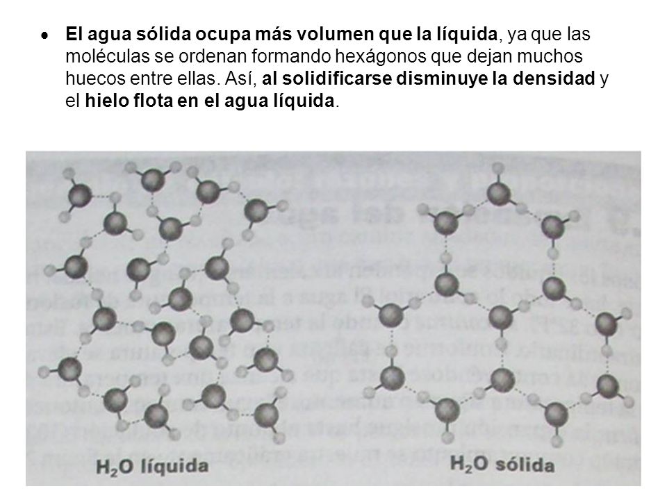 El agua sólida ocupa más volumen que la líquida, ya que las moléculas se ordenan formando hexágonos que dejan muchos huecos entre ellas.