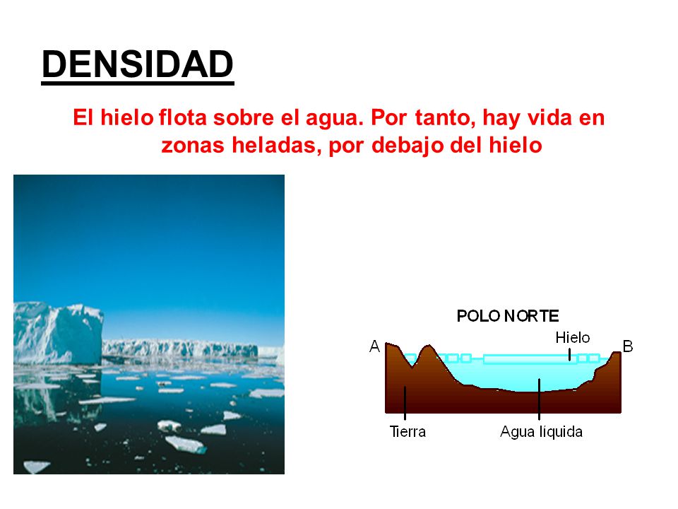 DENSIDAD El hielo flota sobre el agua. Por tanto, hay vida en zonas heladas, por debajo del hielo.
